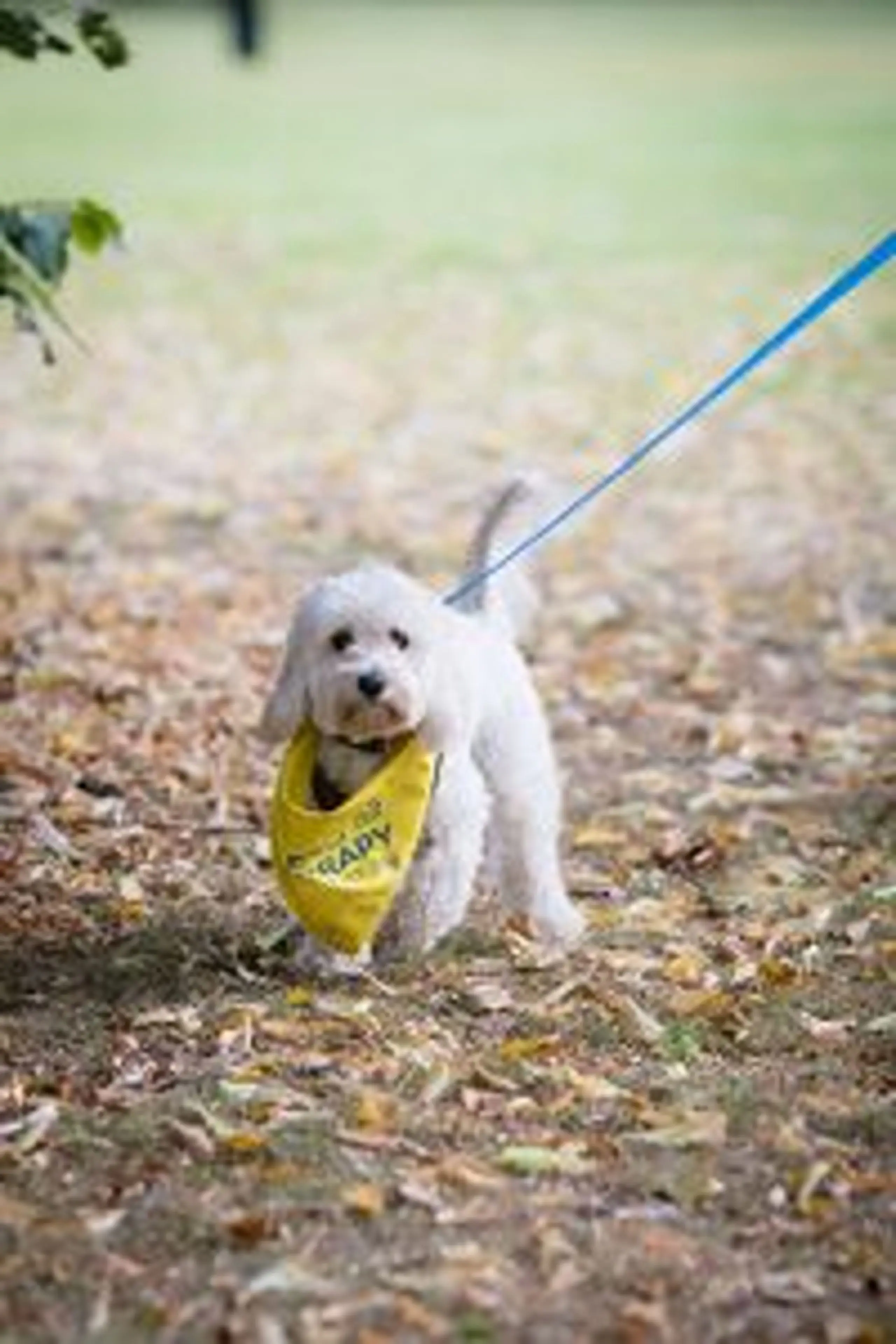 Small white school dog on a leash holding a yellow bag outdoors on the grass